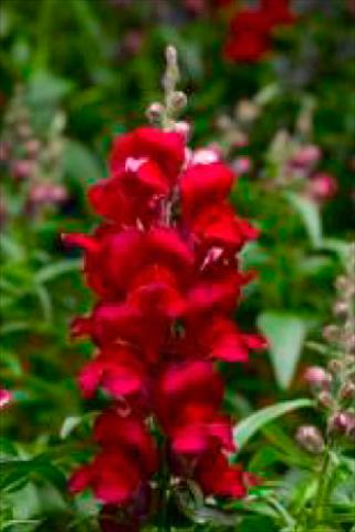 foto van een variëteit aan bloemen, te gebruiken als: Pot - en perkplant Antirrhinum majus Snaptastic Red