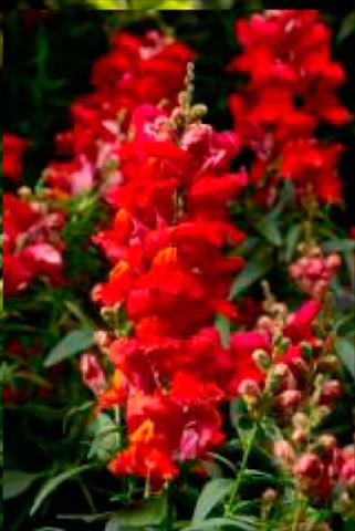 foto van een variëteit aan bloemen, te gebruiken als: Pot - en perkplant Antirrhinum majus Snaptastic Scarlet Orange