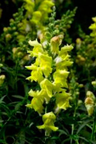 foto van een variëteit aan bloemen, te gebruiken als: Pot - en perkplant Antirrhinum majus Snaptastic Yellow