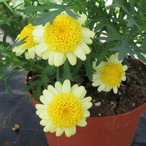 foto van een variëteit aan bloemen, te gebruiken als: Pot Argyranthemum Sassy Double Yellow