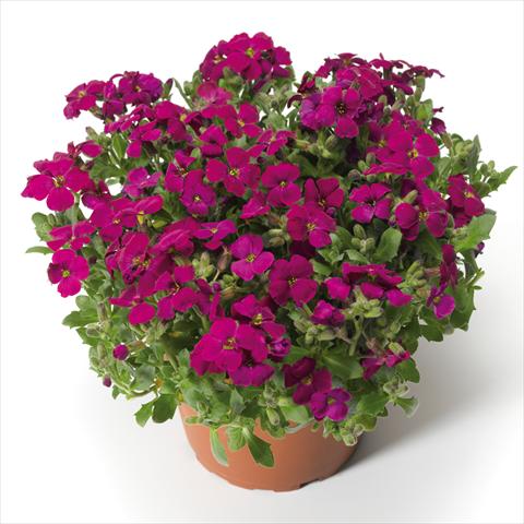 foto van een variëteit aan bloemen, te gebruiken als: Pot Aubrieta hybrida Audrey Red