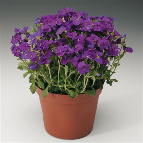 foto van een variëteit aan bloemen, te gebruiken als: Pot Aubrieta hybrida Axcent Deep Purple imp