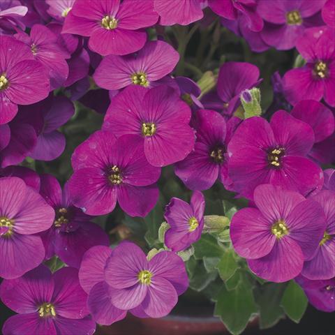 foto van een variëteit aan bloemen, te gebruiken als: Pot Aubrieta hybrida Axcent Lilac imp