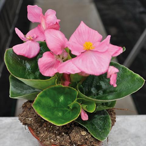 foto van een variëteit aan bloemen, te gebruiken als: Pot - en perkplant Begonia semperflorens Topspin Pink