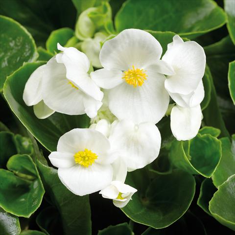 foto van een variëteit aan bloemen, te gebruiken als: Pot - en perkplant Begonia semperflorens Topspin White