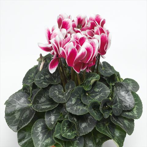 foto van een variëteit aan bloemen, te gebruiken als: Pot Cyclamen persicum Snowridge Maxi Wine