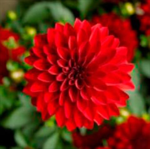 foto van een variëteit aan bloemen, te gebruiken als: Pot Dahlia x hybrida Grandalia Dark red