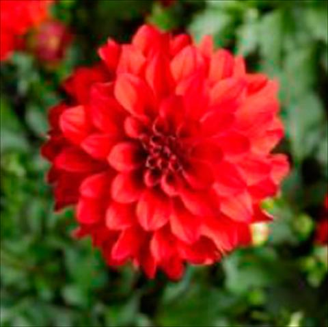 foto van een variëteit aan bloemen, te gebruiken als: Pot Dahlia x hybrida Grandalia Red