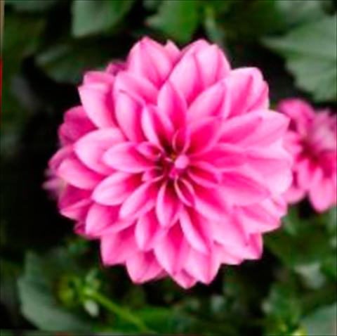 foto van een variëteit aan bloemen, te gebruiken als: Pot Dahlia x hybrida Grandalia Rose