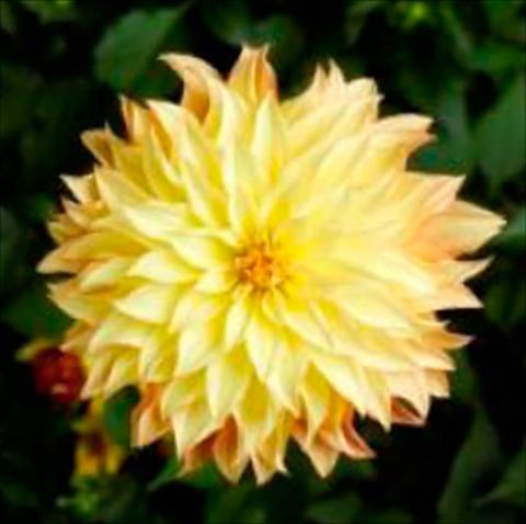 foto van een variëteit aan bloemen, te gebruiken als: Pot Dahlia x hybrida Grandalia Sunny flame
