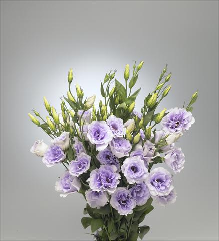 foto van een variëteit aan bloemen, te gebruiken als: Snijbloemen Lisianthus (Eustoma grandiflorum) Super Magic Lavender