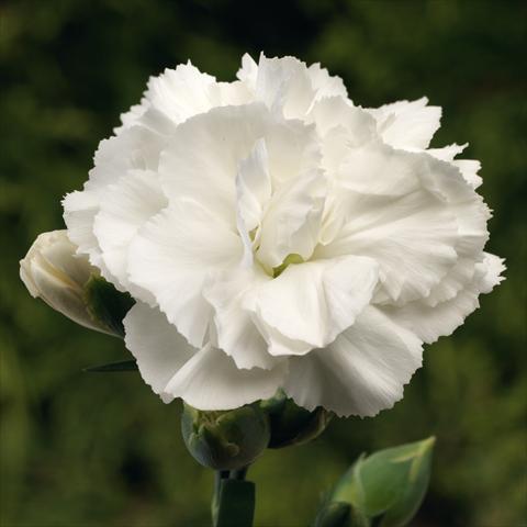 foto van een variëteit aan bloemen, te gebruiken als: Pot Dianthus Suncharm White