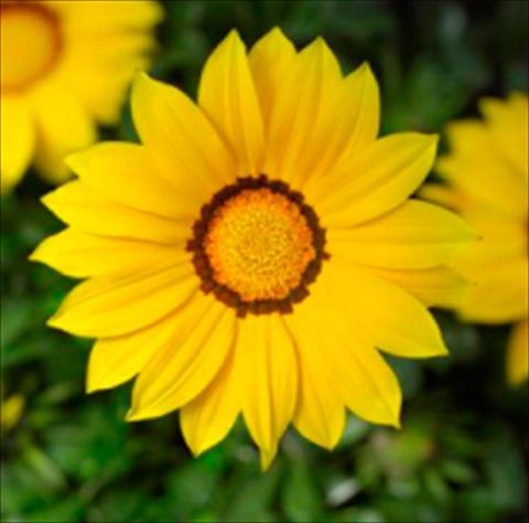 foto van een variëteit aan bloemen, te gebruiken als: Pot - en perkplant Gazania rigens Kiss Yellow Imp
