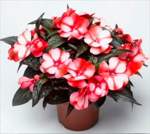 foto van een variëteit aan bloemen, te gebruiken als: Pot - en perkplant Impatiens N. Guinea Sonic Sweet Red