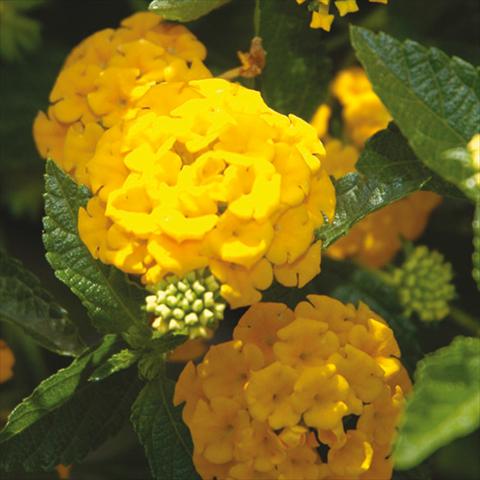 foto van een variëteit aan bloemen, te gebruiken als: Pot - en perkplant Lantana camara Bandana Landscape Gold