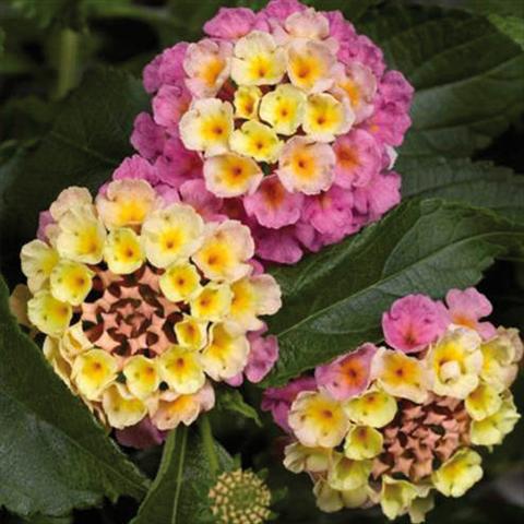 foto van een variëteit aan bloemen, te gebruiken als: Pot - en perkplant Lantana camara Bandana Landscape Pink