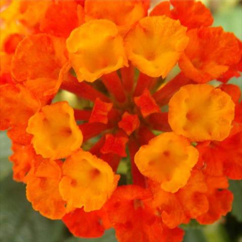 foto van een variëteit aan bloemen, te gebruiken als: Pot - en perkplant Lantana camara Bandana Landscape Red