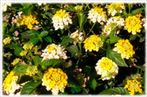 foto van een variëteit aan bloemen, te gebruiken als: Pot - en perkplant Lantana camara Bandana Lemon Zest