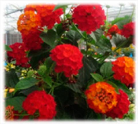 foto van een variëteit aan bloemen, te gebruiken als: Pot - en perkplant Lantana camara Bandana Red improved
