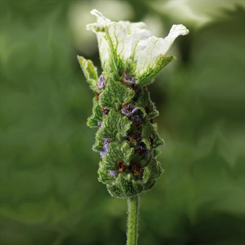 foto van een variëteit aan bloemen, te gebruiken als: Pot - en perkplant Lavandula stoechas Javelin White Imp