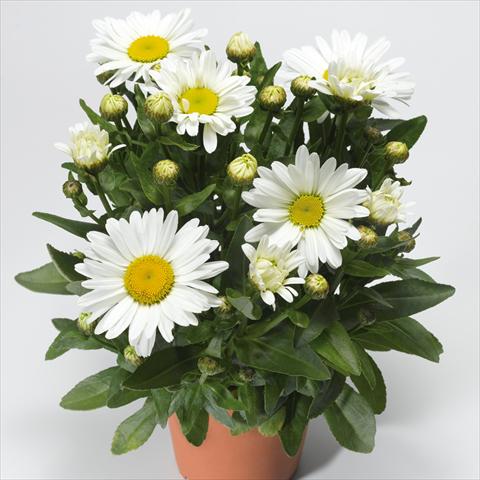foto van een variëteit aan bloemen, te gebruiken als: Pot - en perkplant Leucanthemum Western Star Taurus