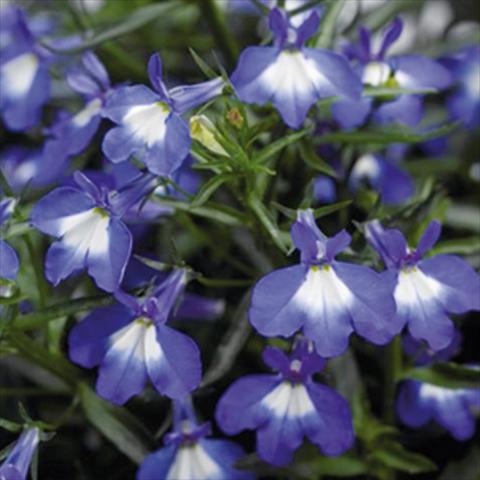 foto van een variëteit aan bloemen, te gebruiken als: Pot Lobelia erinus Techno DC Big Blue Eye