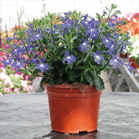 foto van een variëteit aan bloemen, te gebruiken als: Pot Lobelia erinus Techno Up Blue