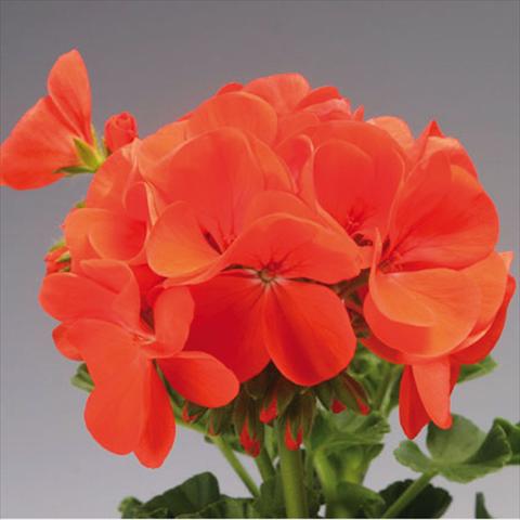 foto van een variëteit aan bloemen, te gebruiken als: Pot - en perkplant Pelargonium x hortorum F.1 Pinto Premium Orange