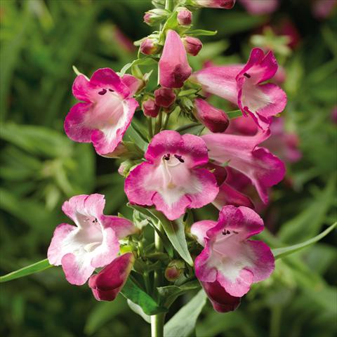 foto van een variëteit aan bloemen, te gebruiken als: Pot - en perkplant Penstemon hartwegii Arabesque Orchid