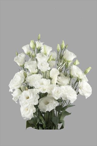 foto van een variëteit aan bloemen, te gebruiken als: Snijbloemen Lisianthus F.1 Super Magic White