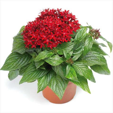 foto van een variëteit aan bloemen, te gebruiken als: Pot - en perkplant Pentas lanceolata BeeBright Red