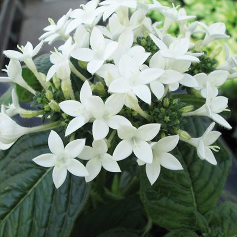 foto van een variëteit aan bloemen, te gebruiken als: Pot - en perkplant Pentas lanceolata BeeBright White