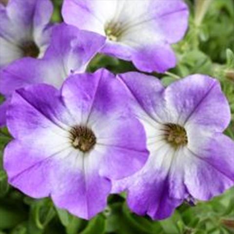 foto van een variëteit aan bloemen, te gebruiken als: Pot - en perkplant Petunia hybrida Sanguna Patio Blue Morn