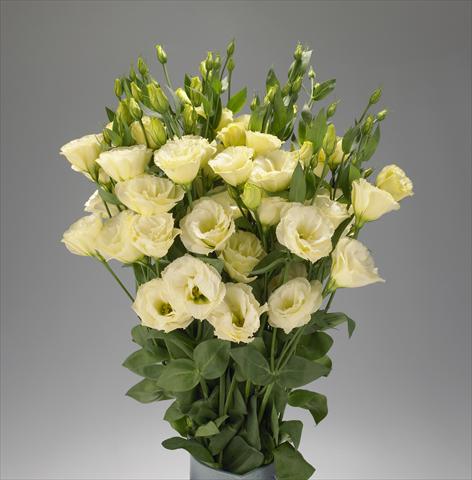 foto van een variëteit aan bloemen, te gebruiken als: Snijbloemen Lisianthus F.1 Super Magic Yellow