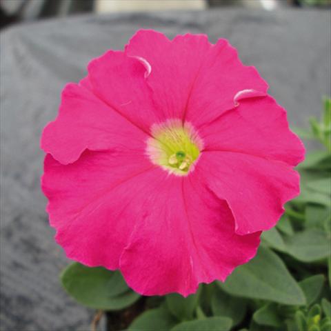 foto van een variëteit aan bloemen, te gebruiken als: Pot - en perkplant Petunia milliflora Picobella Pink