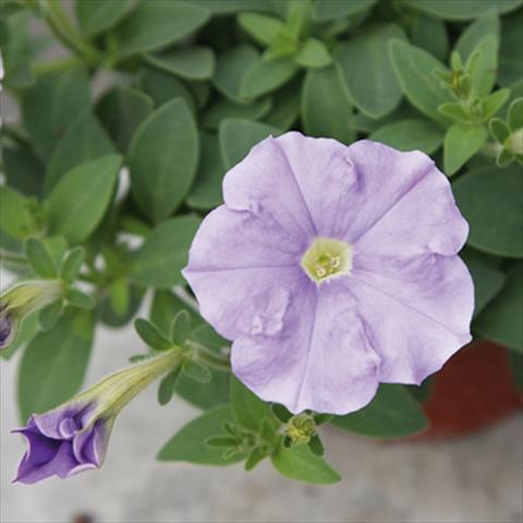 foto van een variëteit aan bloemen, te gebruiken als: Pot - en perkplant Petunia milliflora Picobella Cascade Sky Blue
