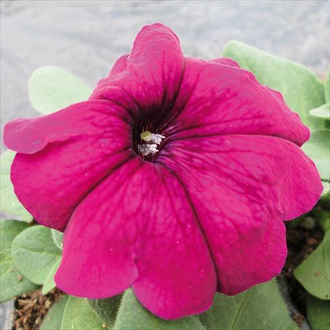 foto van een variëteit aan bloemen, te gebruiken als: Pot - en perkplant Petunia multiflora Damask Purple