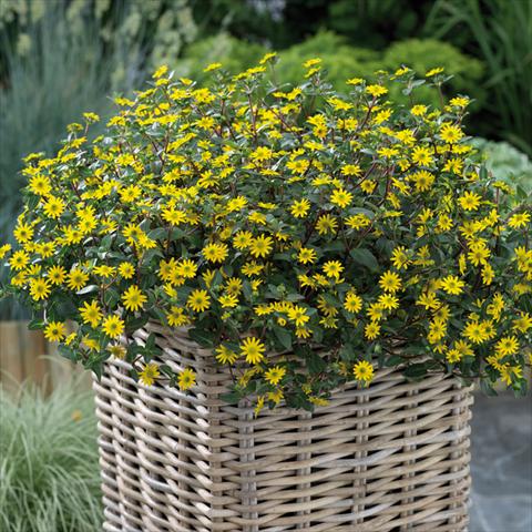 foto van een variëteit aan bloemen, te gebruiken als: Pot - en perkplant Sanvitalia Sundance Trailing Golden Yellow