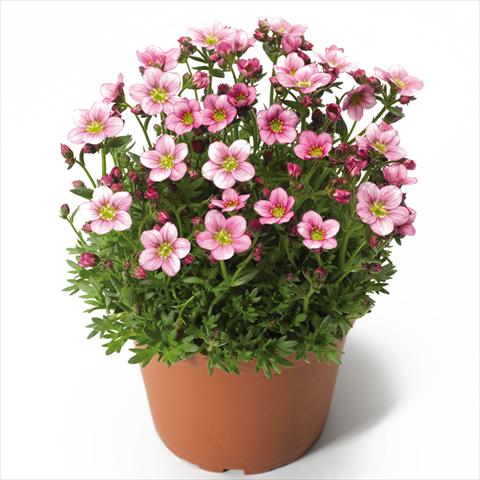 foto van een variëteit aan bloemen, te gebruiken als: Pot Saxifraga x arendsii Alpino Pink