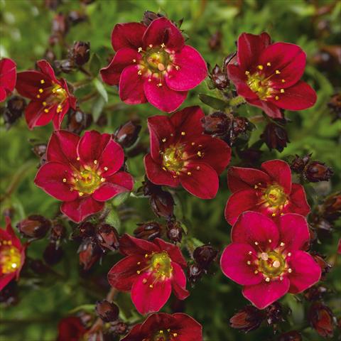 foto van een variëteit aan bloemen, te gebruiken als: Pot Saxifraga x arendsii Alpino Red