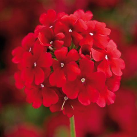 foto van een variëteit aan bloemen, te gebruiken als: Pot - en perkplant Verbena hybrida Lanai Synchro Early Dark Red