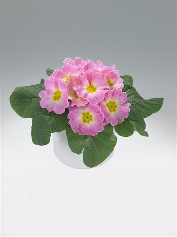 foto van een variëteit aan bloemen, te gebruiken als: Korf / Pot Primula acaulis, veris, vulgaris Mega Appleblossom