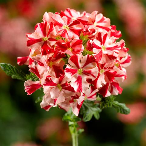 foto van een variëteit aan bloemen, te gebruiken als: Pot - en perkplant Verbena hybrida Lanai Synchro Red Star