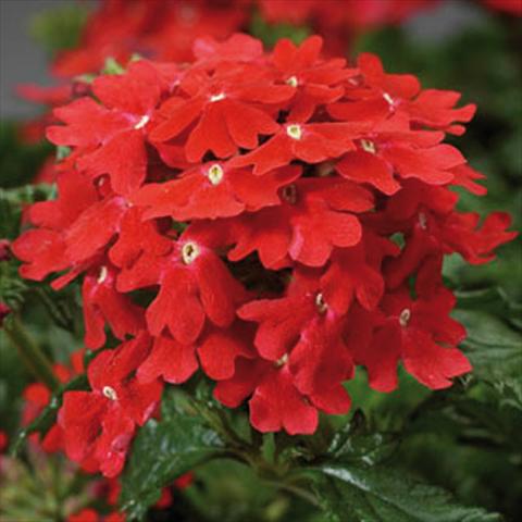 foto van een variëteit aan bloemen, te gebruiken als: Pot - en perkplant Verbena hybrida Magelana Scarlet improved