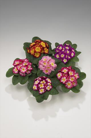 foto van een variëteit aan bloemen, te gebruiken als: Korf / Pot Primula acaulis, veris, vulgaris Mega Bicolor
