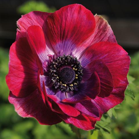 foto van een variëteit aan bloemen, te gebruiken als: Snijbloemen Anemone coronaria L. Mistral® Bordeaux