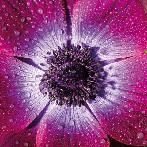 foto van een variëteit aan bloemen, te gebruiken als: Snijbloemen Anemone coronaria L. Mistral® Magenta