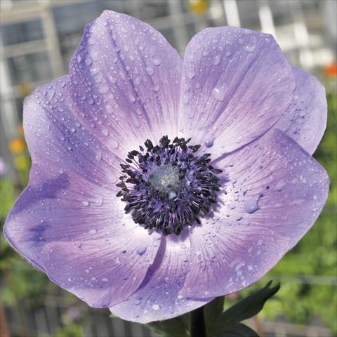 foto van een variëteit aan bloemen, te gebruiken als: Snijbloemen Anemone coronaria L. Mistral® Plus Nadja