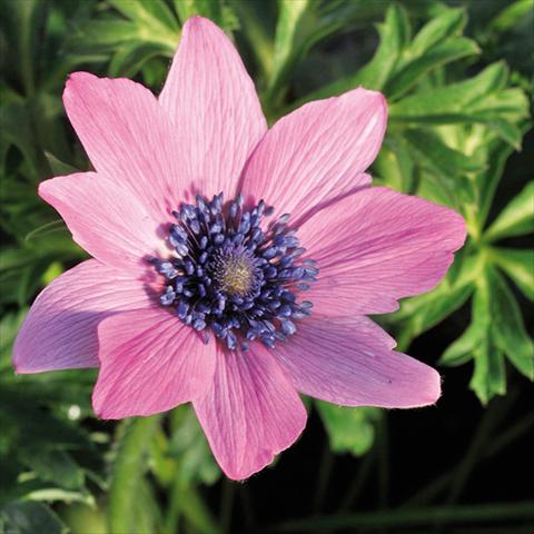 foto van een variëteit aan bloemen, te gebruiken als: Snijbloemen Anemone coronaria L. Linea Concerto® Fuchsia