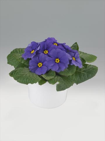 foto van een variëteit aan bloemen, te gebruiken als: Korf / Pot Primula acaulis, veris, vulgaris Mega Blue Shades